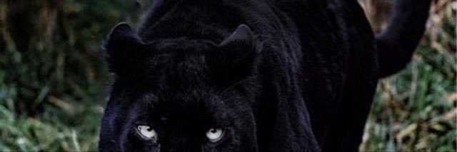 _Brenyetta's profile banner image