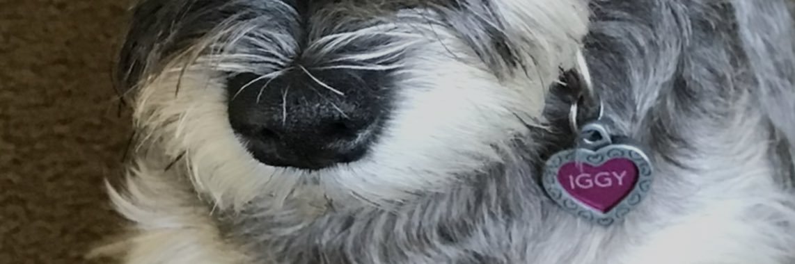 Iggy_Mae's profile banner image