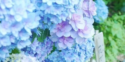 Haruru_DH's profile banner image