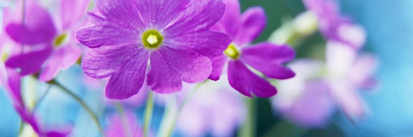 berlingarten's profile banner image