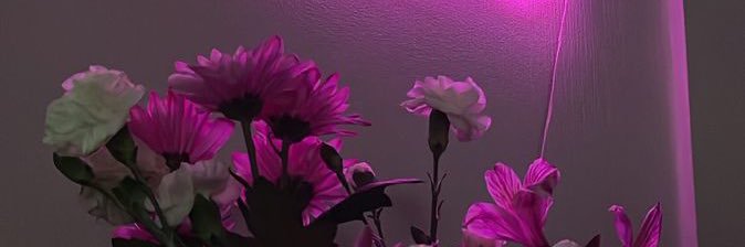 toxieber's profile banner image