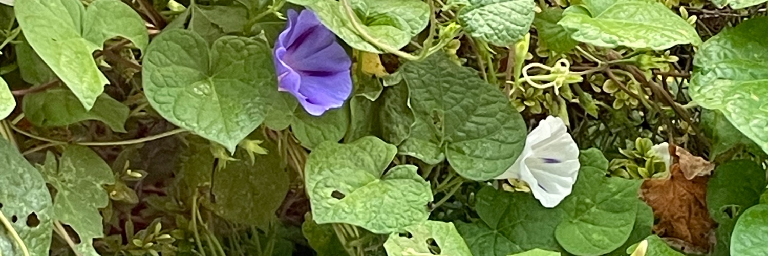 velvetbumble's profile banner image