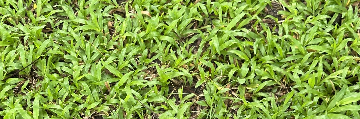 Chaya_Chayany's profile banner image