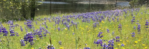 Reyvolutionary Profile Banner