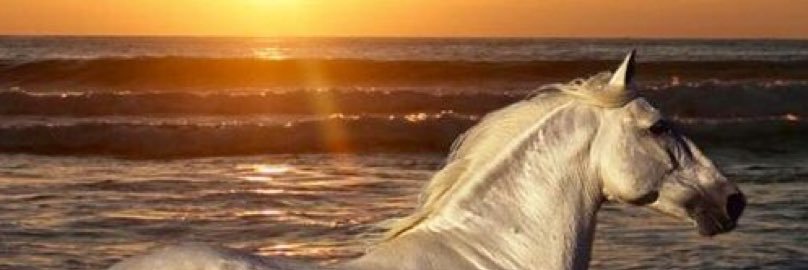 VolonteCristina's profile banner image