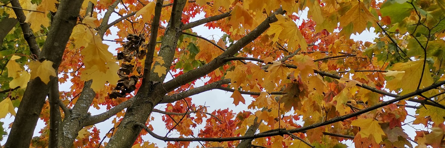 mnowak84's profile banner image