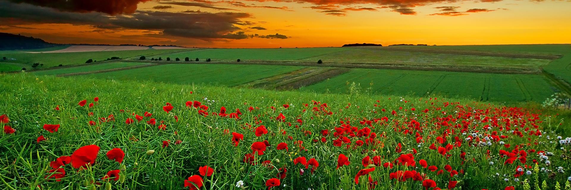 Forgotten Heroes 14 -19 Foundation banner