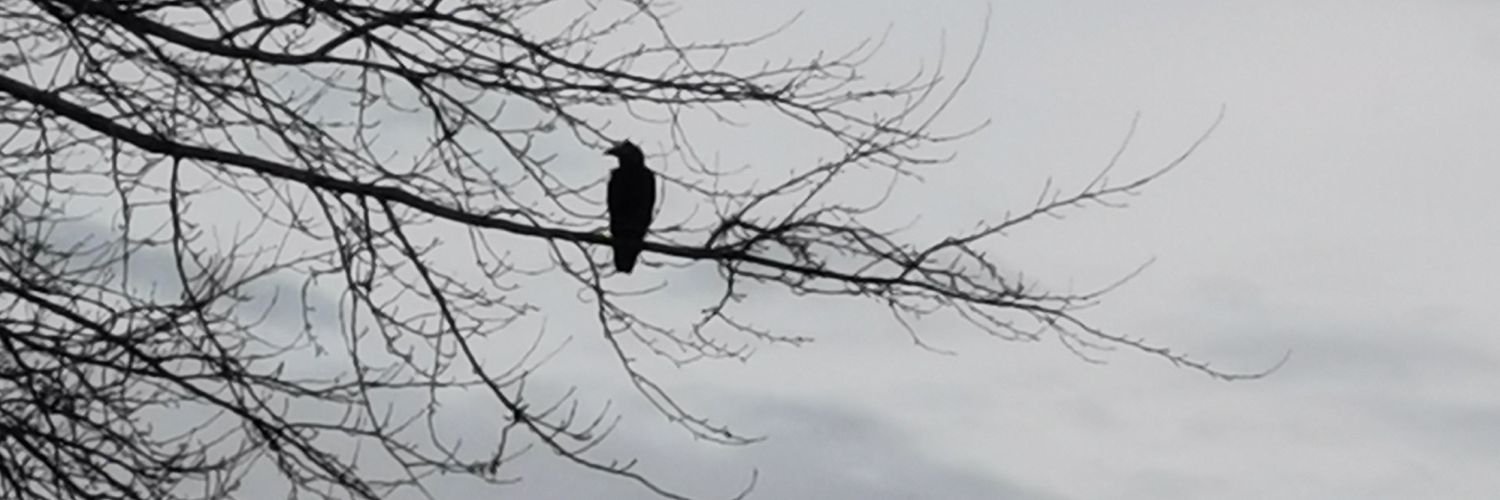 Raven stuck in a Tree banner