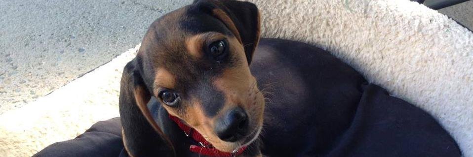 Sherry Poppy Owen banner