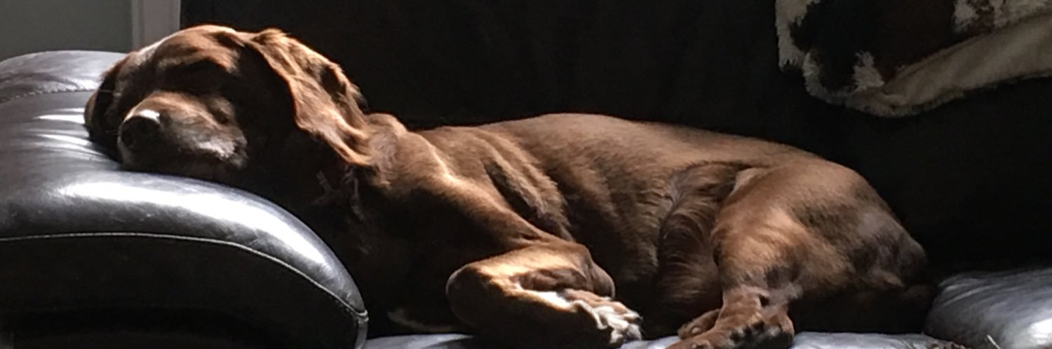TheRiskMonkey's profile banner image