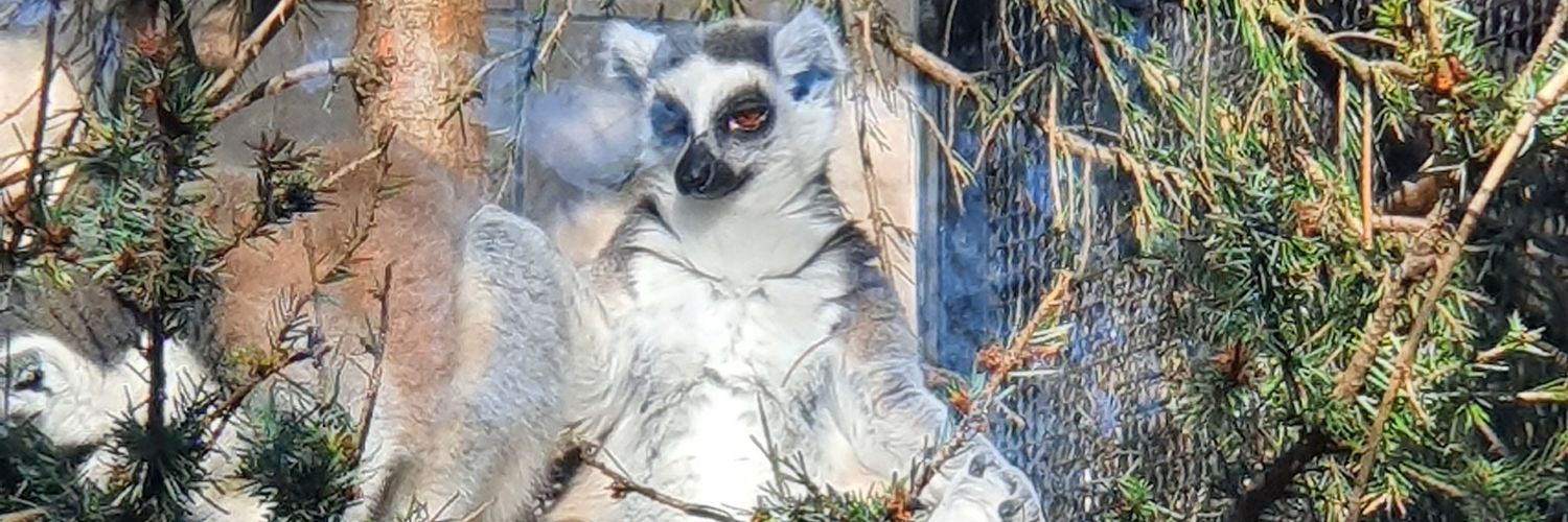 PKostrzewski's profile banner image