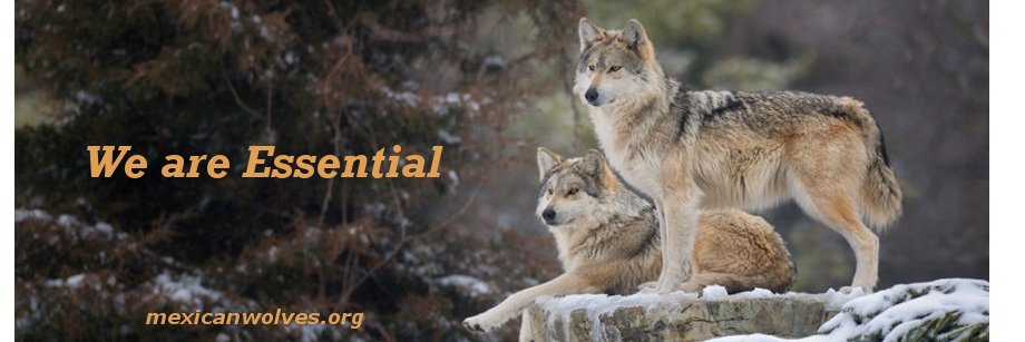 Mexican Wolves's banner