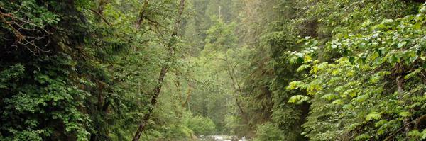 SeaFOSStweets Profile Banner