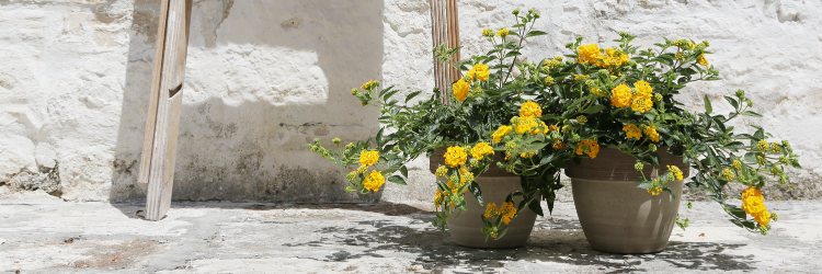 ApuliaPlants's profile banner image