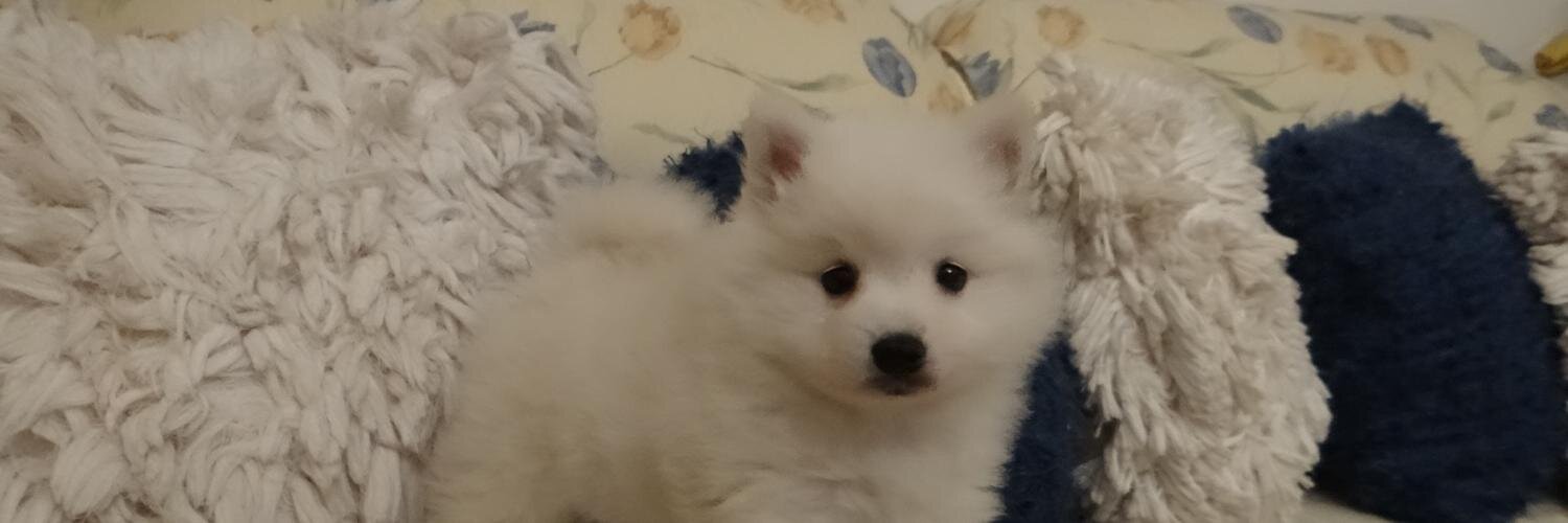 leooz's profile banner image