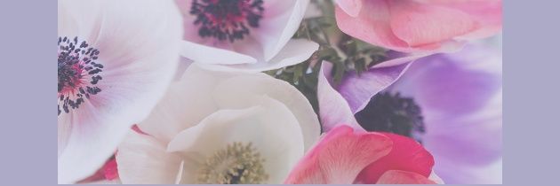 king_pink19's profile banner image