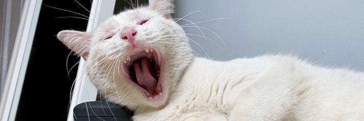 larasmeee's profile banner image