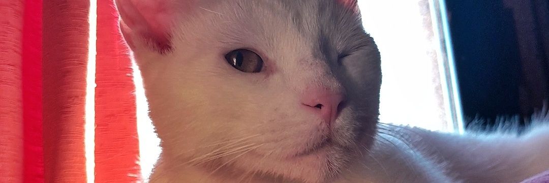 ninitu_'s profile banner image