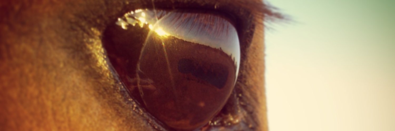 steph_bourke's profile banner image