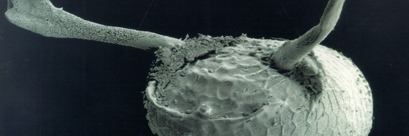 Robert Zinzen banner