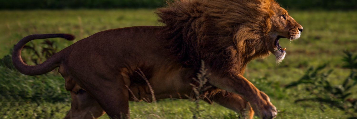 daviddaalves's profile banner image