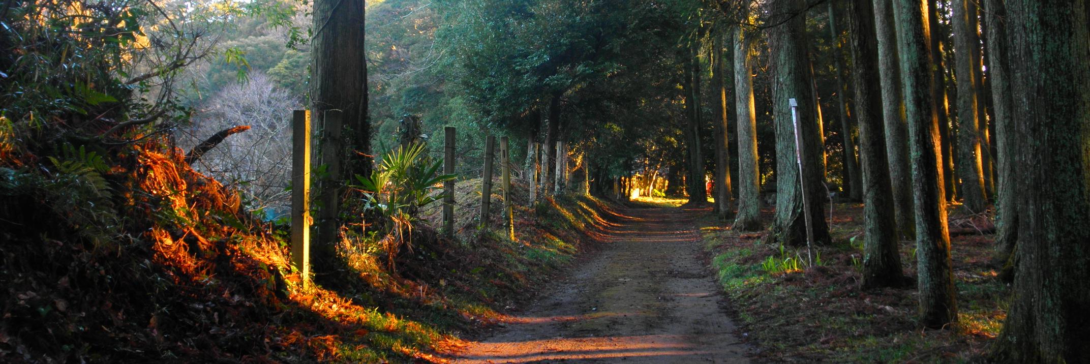 Ryosuke Tomita / 冨田亮輔【M3-2026春/J-14a】 banner