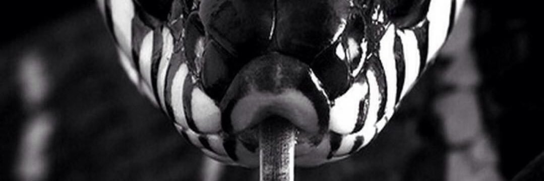 SelectedMann's profile banner image
