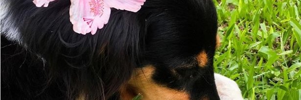 Rickdinn's profile banner image