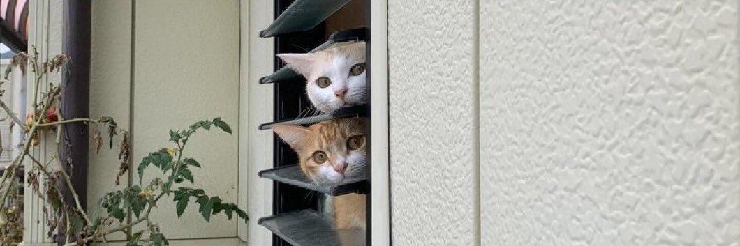 ปุ๊กกี้คุกกี้ของนูนู่🐈💖 banner