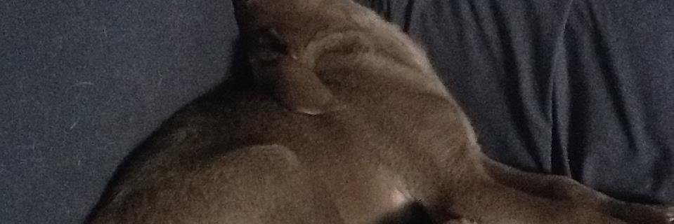 Kathleen Sullivan banner