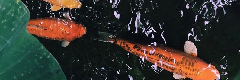 sagegrey_'s profile banner image