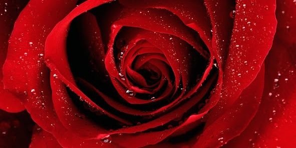 RV_Garden's profile banner image