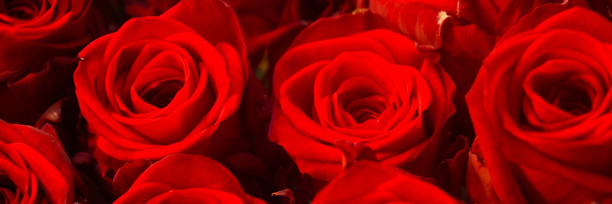 fransenroses's profile banner image