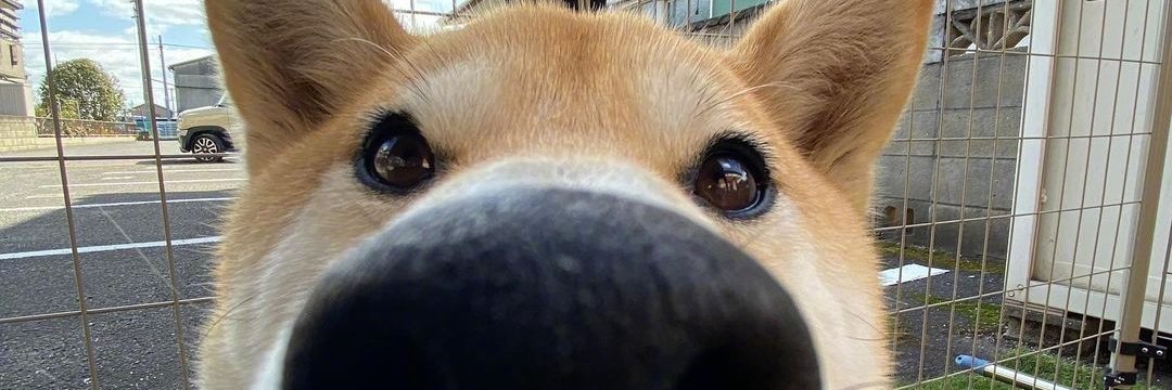 phosica's profile banner image