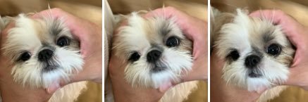 小顔シーズーこまちゃん banner