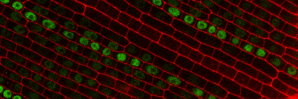 stanfordstomata Profile Banner