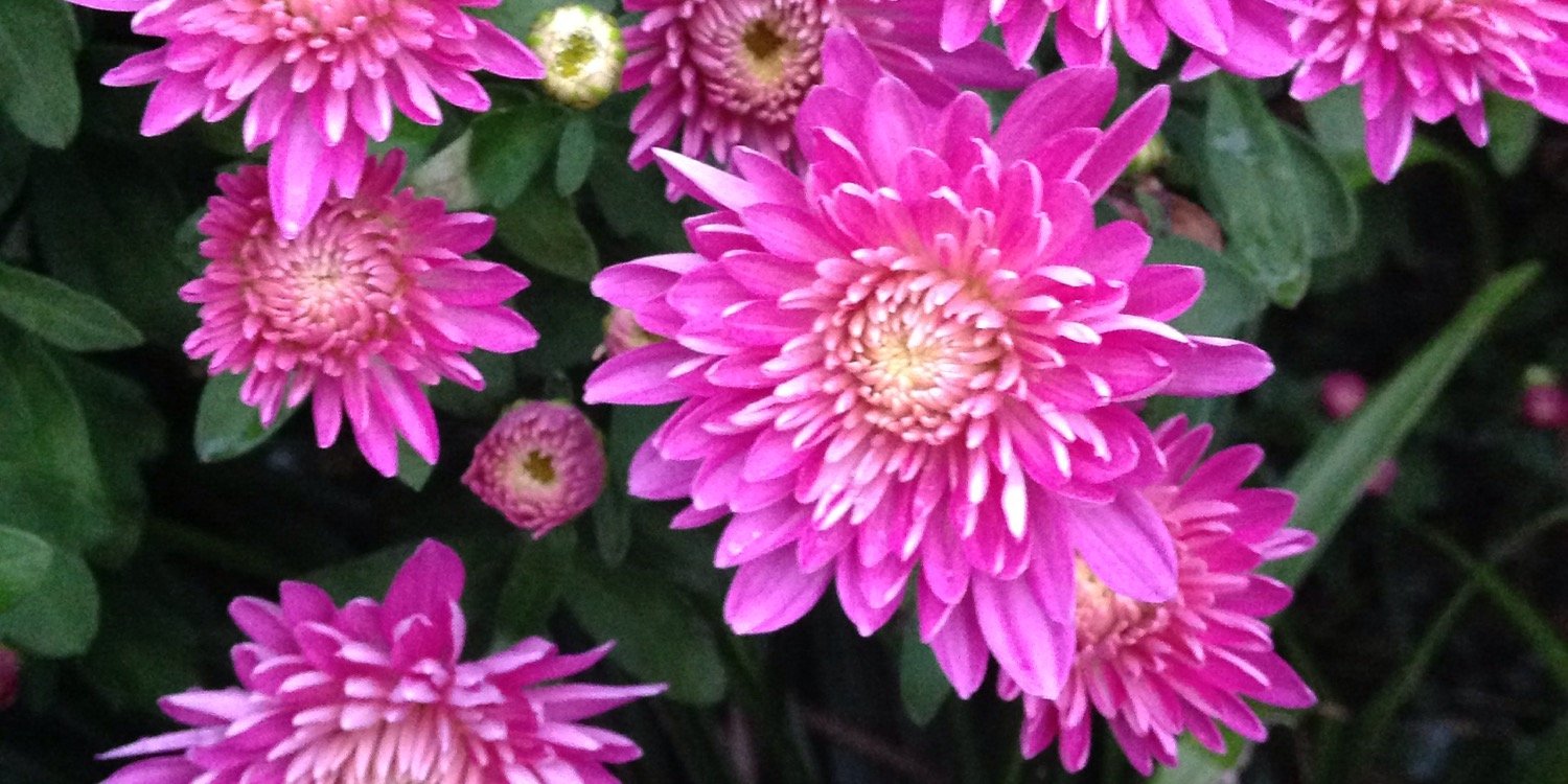 IF_Local_Alma's profile banner image