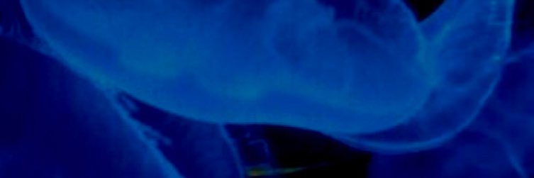 toramon0213's profile banner image