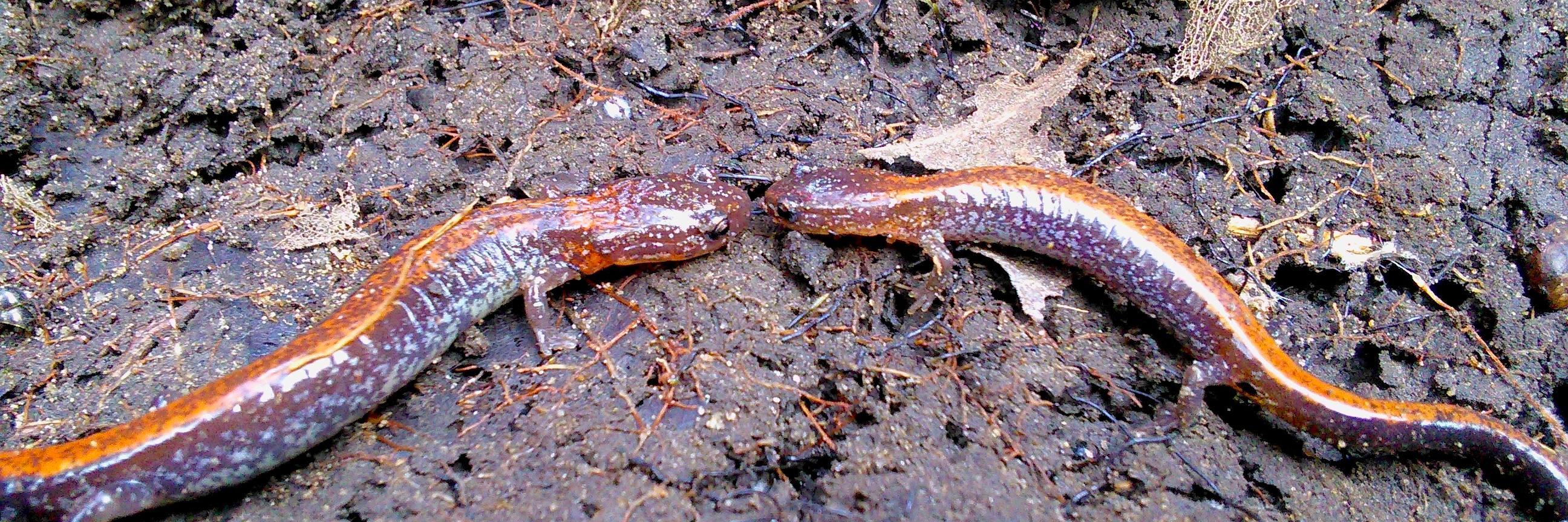 MacSalamanders's profile banner image