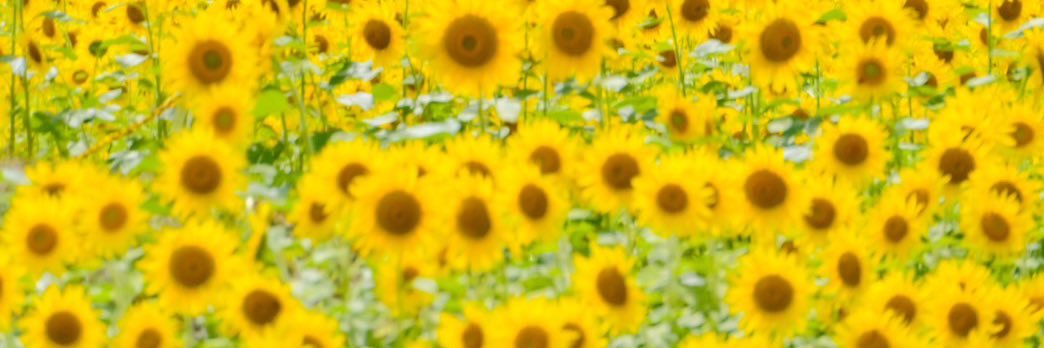 crew_ayako418's profile banner image