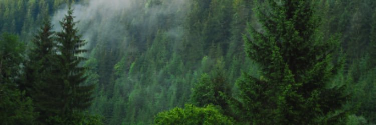 shiveringmendes's profile banner image