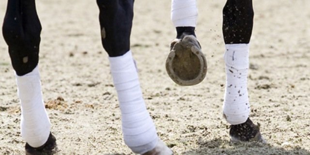 HorsesFact's profile banner image