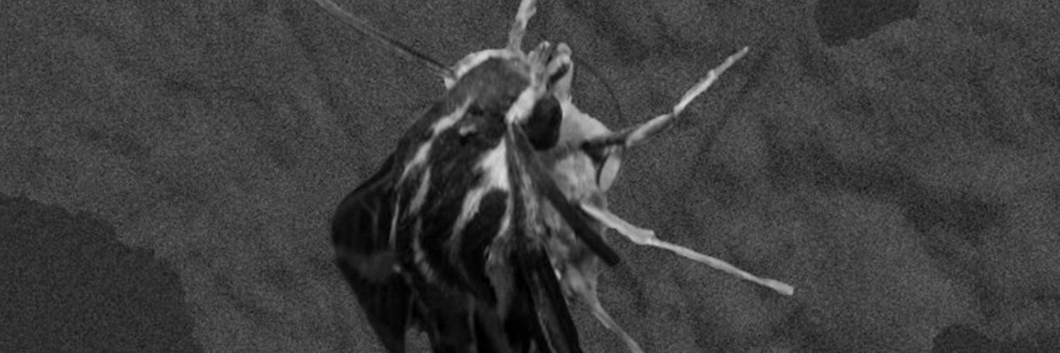 eqlesiastes's profile banner image