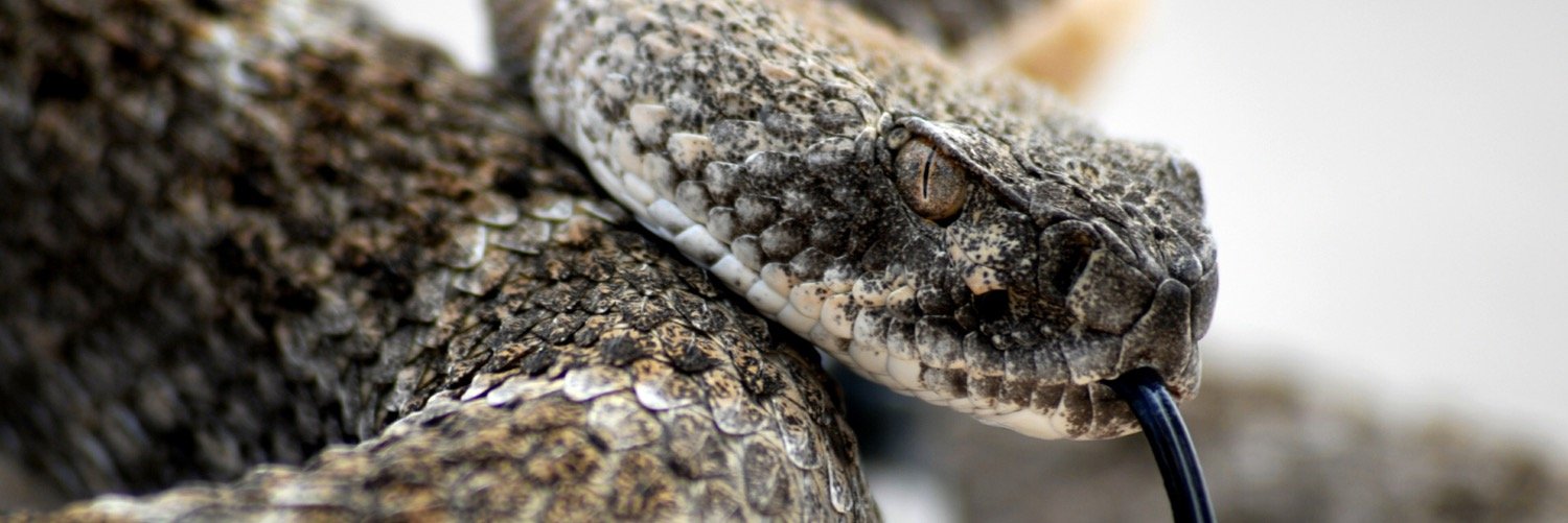 TX_Snake_Hunter's profile banner image