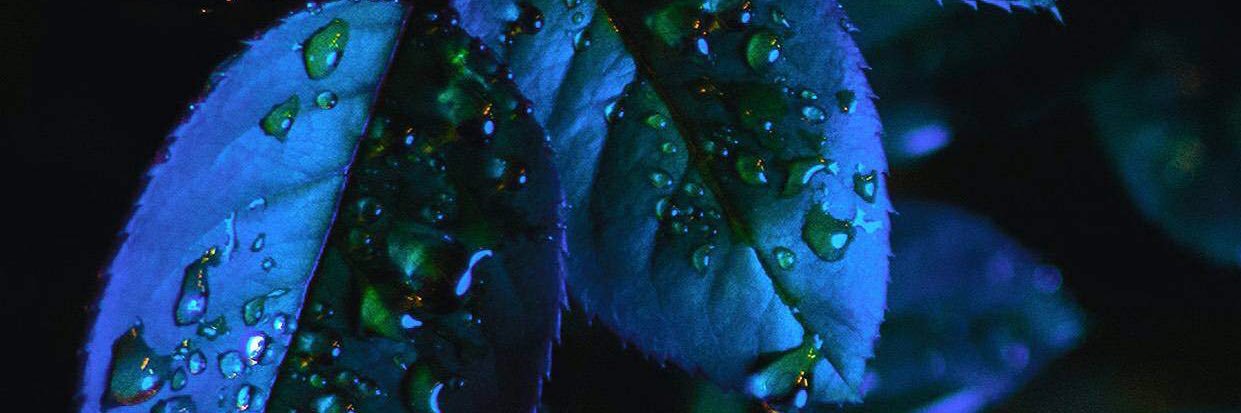 ellarosexox's profile banner image
