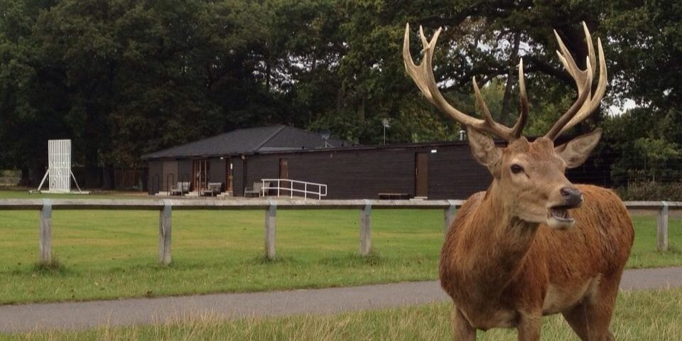 antlersnetball's profile banner image