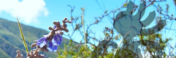 acm_serrano's profile banner image