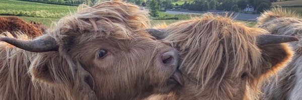 WhiteCottage65 Profile Banner