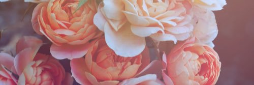 georgiegaynor's profile banner image