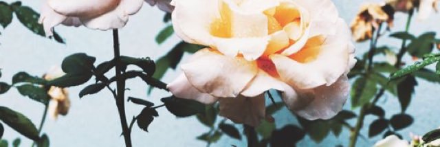 KailiLough's profile banner image